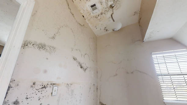 Best Basement Mold Removal  in Green Knoll, NJ