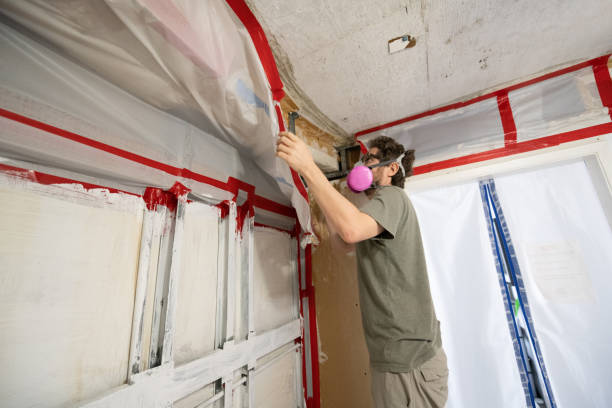 Best Black Mold Removal  in Green Knoll, NJ