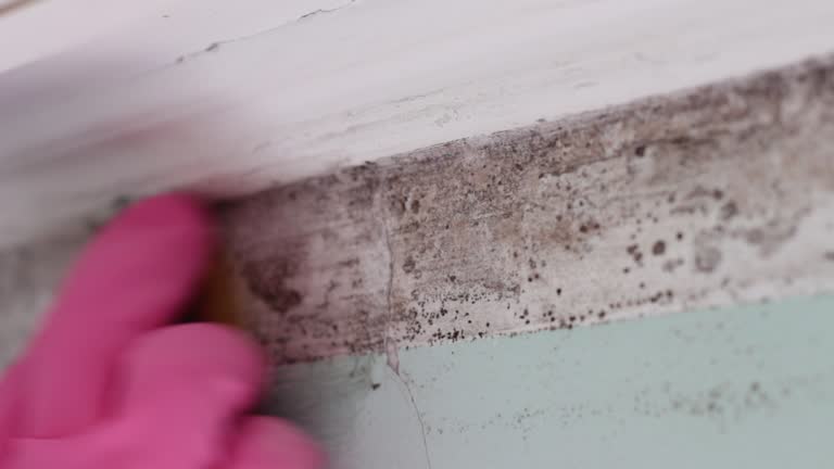 Best Basement Mold Removal  in Green Knoll, NJ